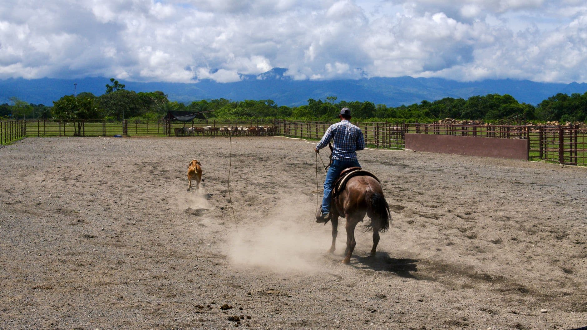 A working farm dog standing watch near a herd of cattle on a South Dakota farm