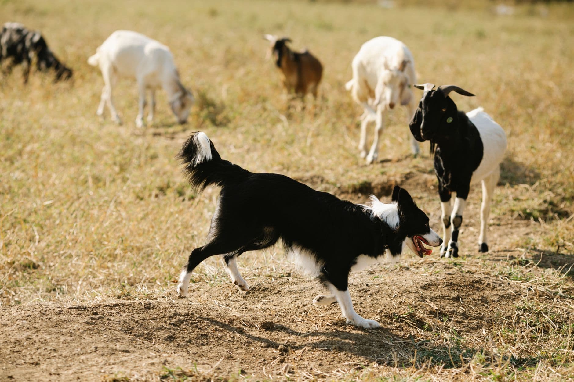 A working dog standing near livestock on a South Dakota farm